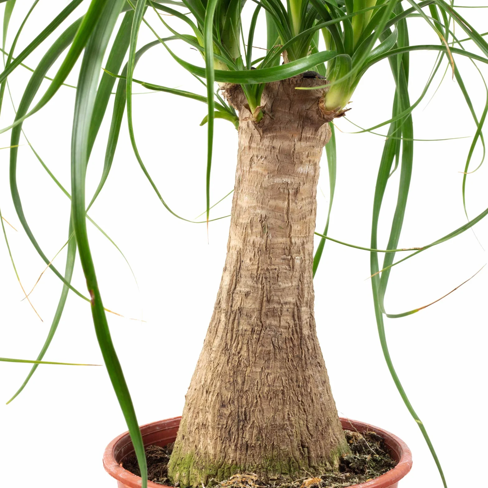 Beaucarnea 1 tronco planta interior fácil cuidar altura 40 cm maceta 14 cm