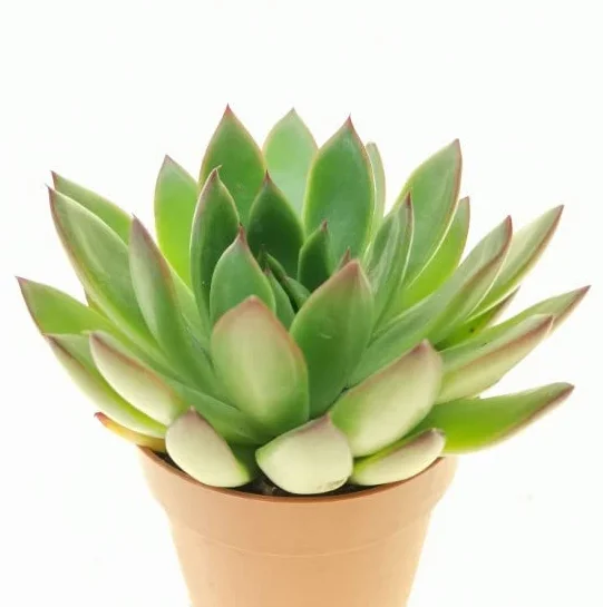 Echeveria Agavoides Natural Planta Resistente Altas Temperaturas