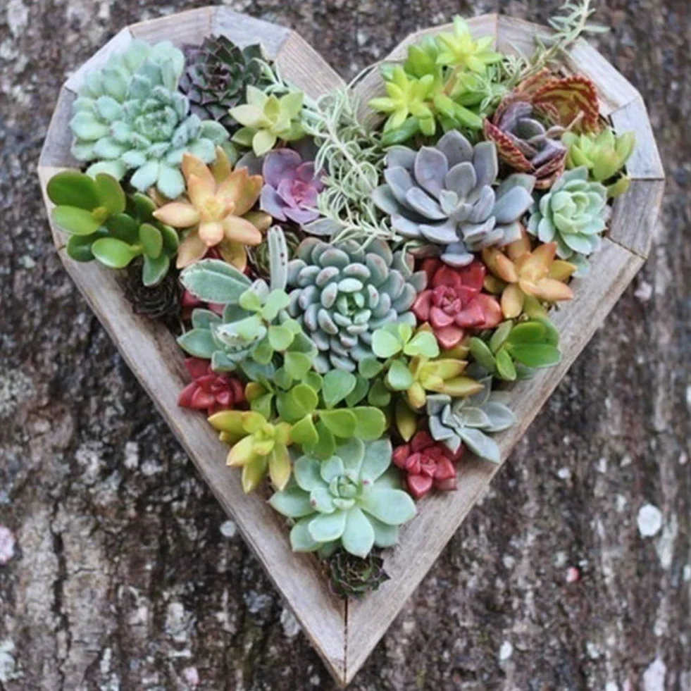 Semillas de Plantas Suculentas Ornamentales 500 Unids para Maceta Bonsai Decoración Jardín