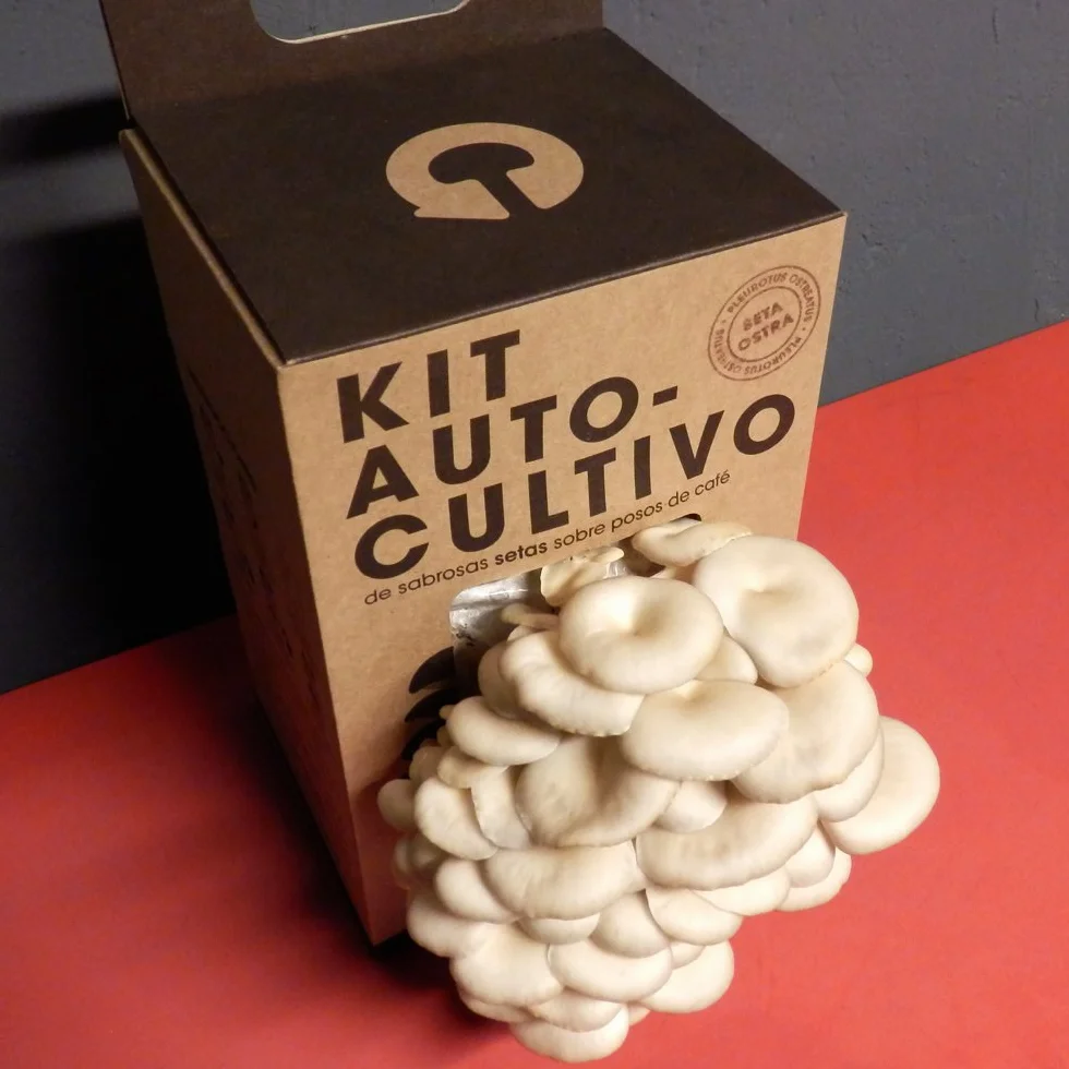 Kit Cultivo de Setas Ostra Gourmet Listas en 15 Días Cultiva Tus Propias Setas Frescas