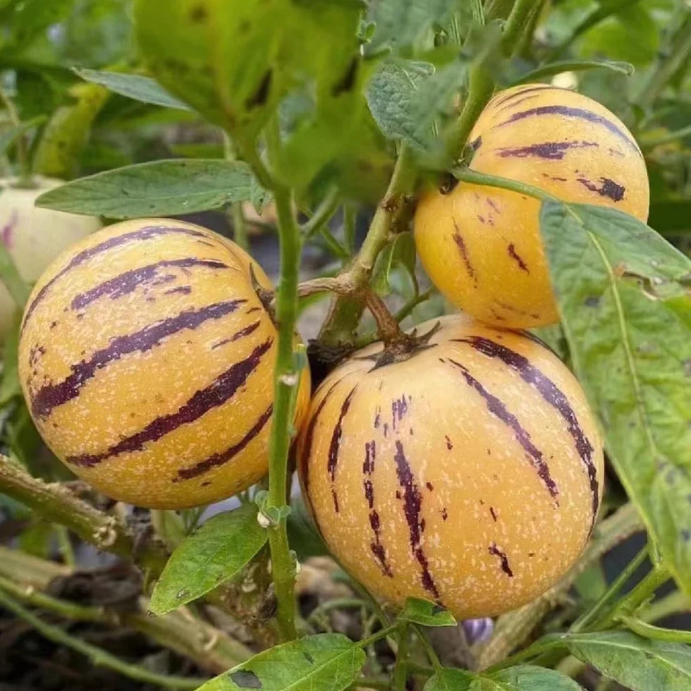 Melón pera resistentes para jardín bonsái 130 semillas