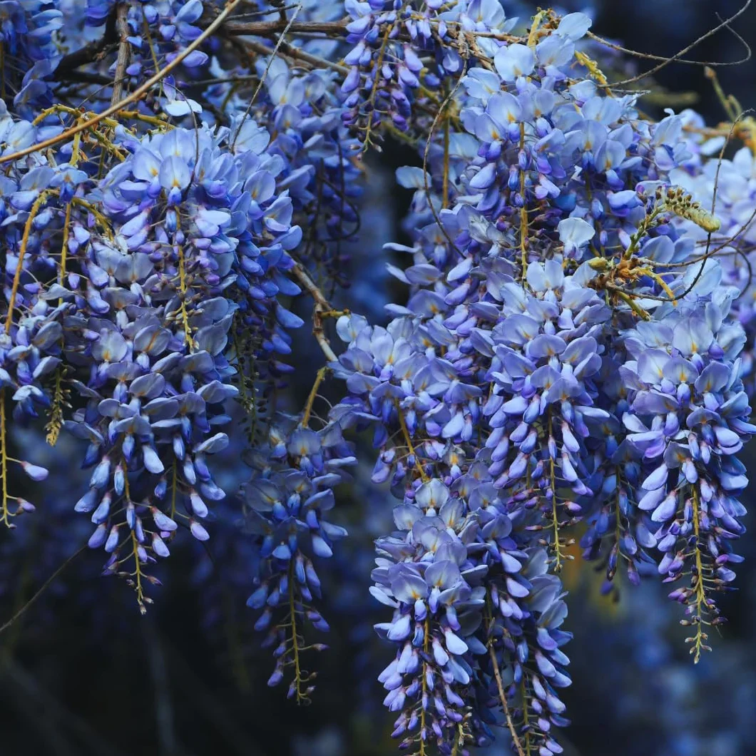 Wisteria Floribunda Ito Koku Riu Azul Violeta Oscuro - Roślina Pnąca w Doniczce 17, Wysokość 200cm