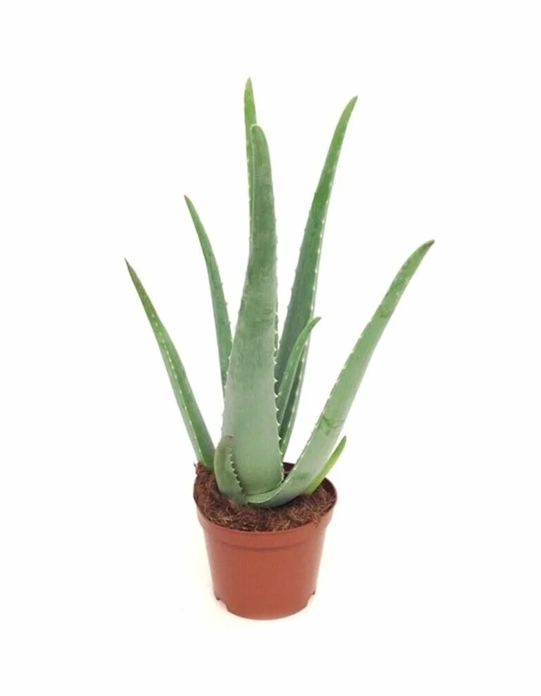 Aloe Vera Natural Eco 8,5cm Maceta Planta Jardín