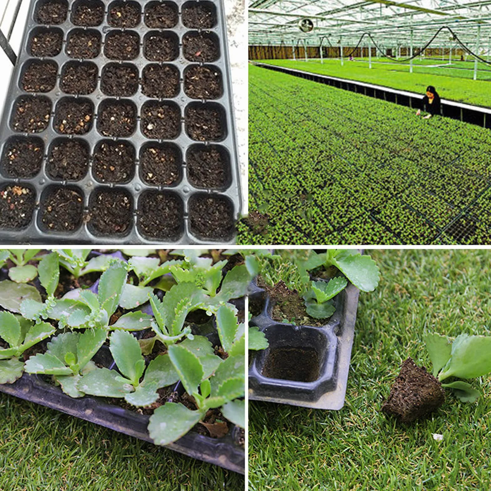 Bandeja semillero para Germinación, 32/50/72 Semillas Células Bandejas de Cultivo con Orificios de Drenaje para Jardín HidroponíA PláNtulas Plantas Flores, 32 Holes