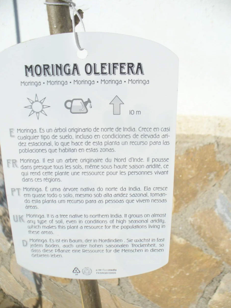 Moringa oleifera Árbol de rábano de mar 1 árbol joven 85-130 cm
