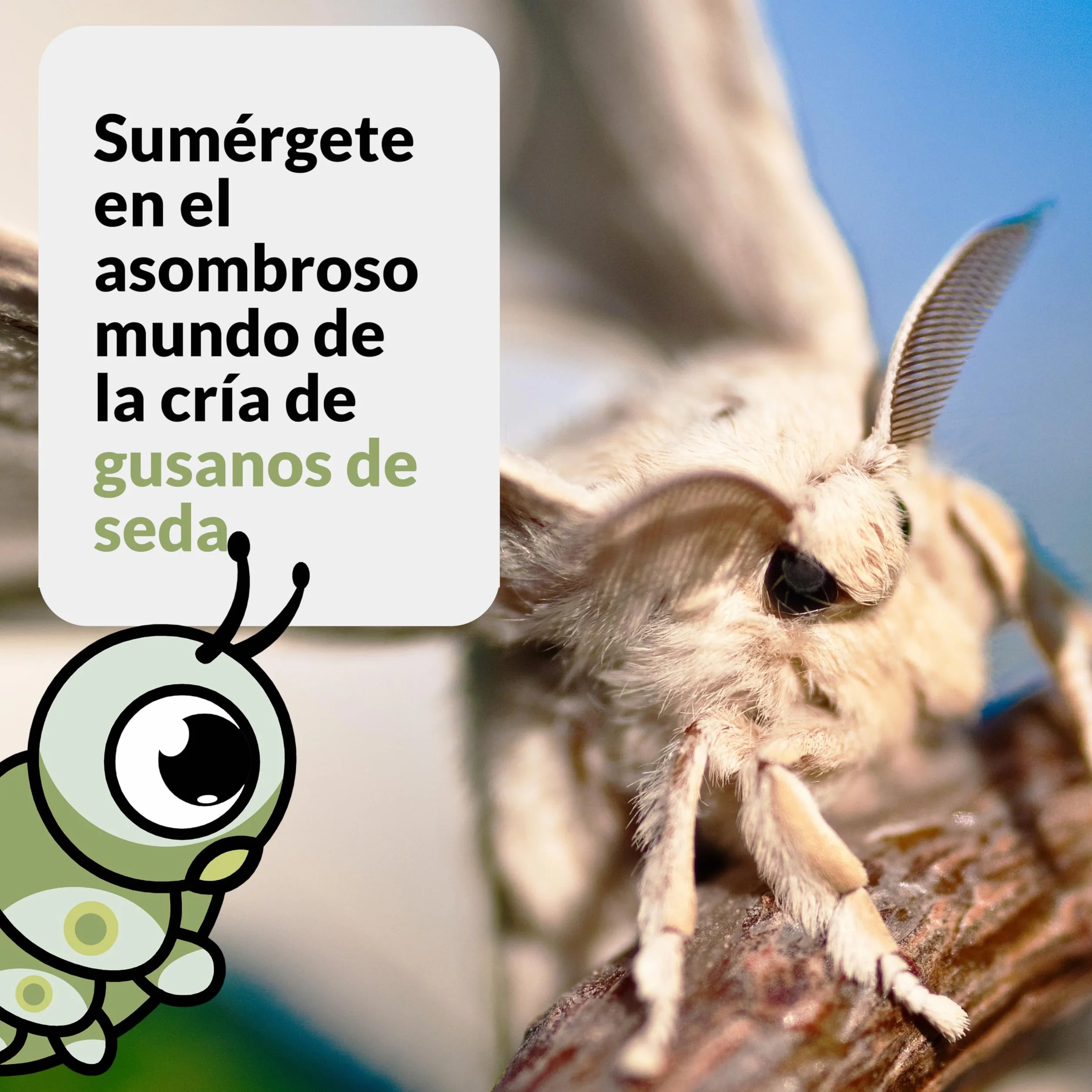 Gusanos de Seda Raza Mix 100 Huevos Eclosionan 25 Días Capullos Naturales Color Blanco Rosa Temporada 2026