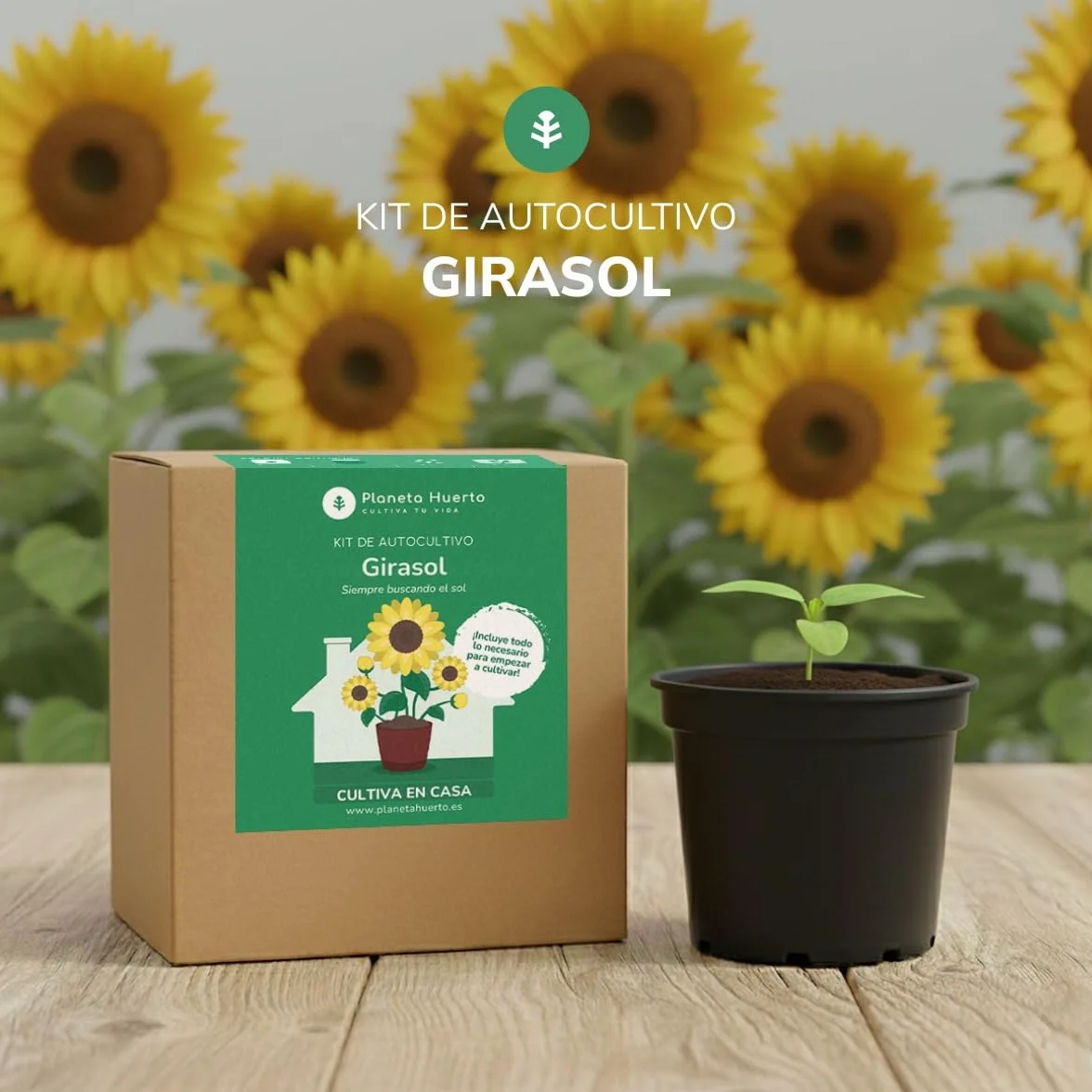 Planeta HUERTO Kit de Autocultivo Girasol – Cultiva Girasoles en Casa