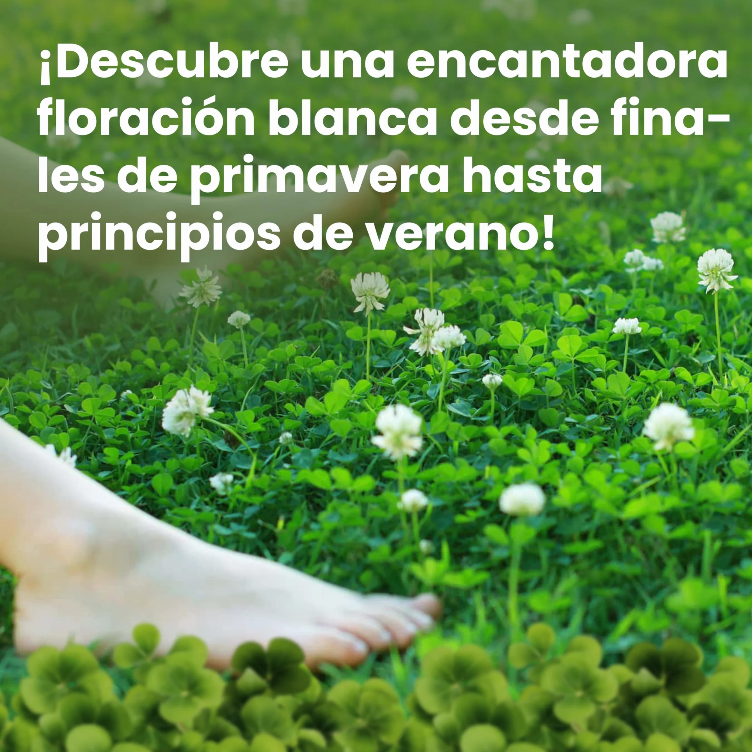 LERAVA Semillas Trebol Blanco Enano 200g 50m² Fija el Nitrógeno Mejora la Fertilidad del Suelo