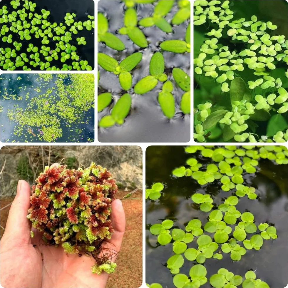 Semillas de lenteja de agua para estanques y acuarios, 300 piezas