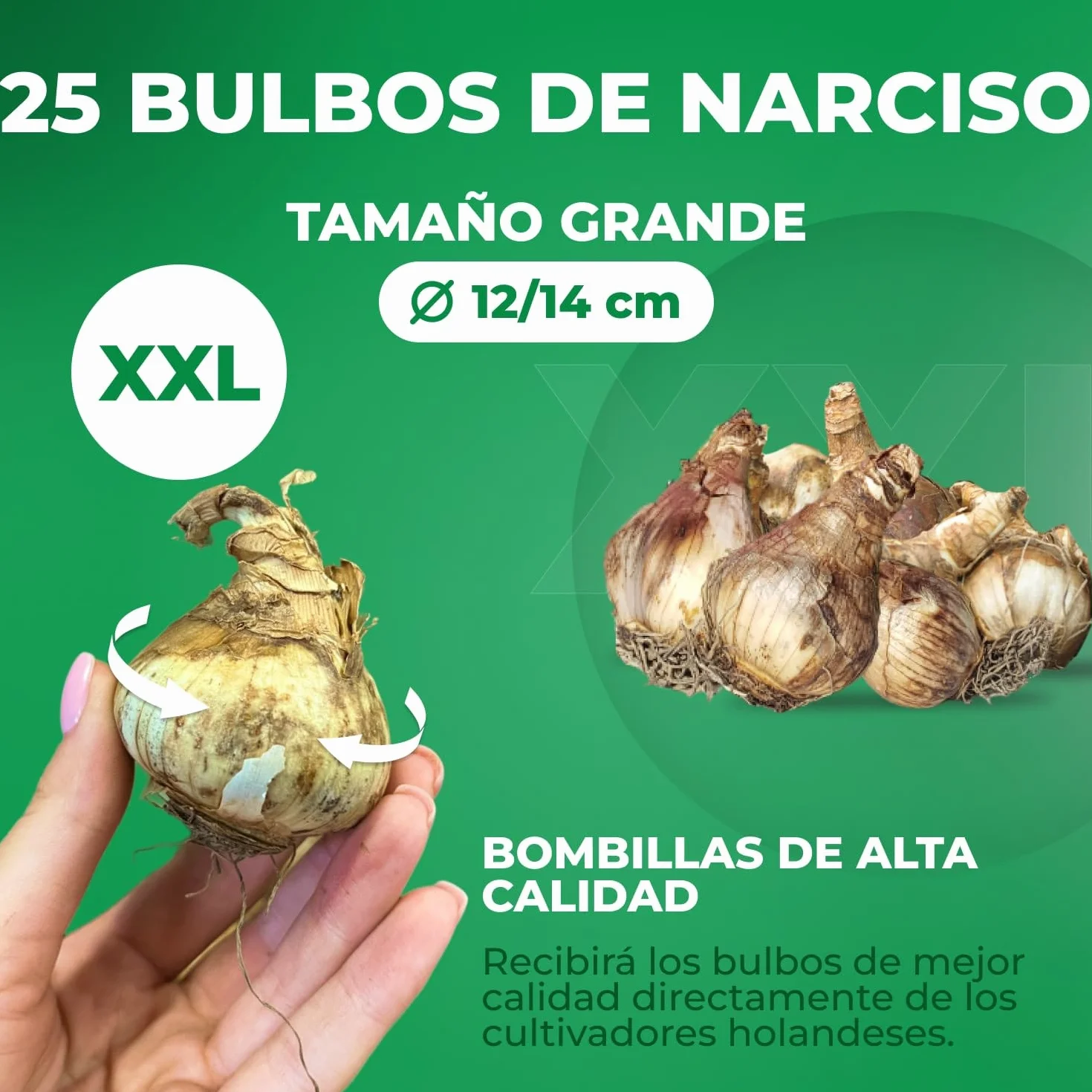 Bulbos de narcisos Spectrum 25 piezas perennes resistentes al invierno mezcla Holanda jardín maceta 6-7 variedades