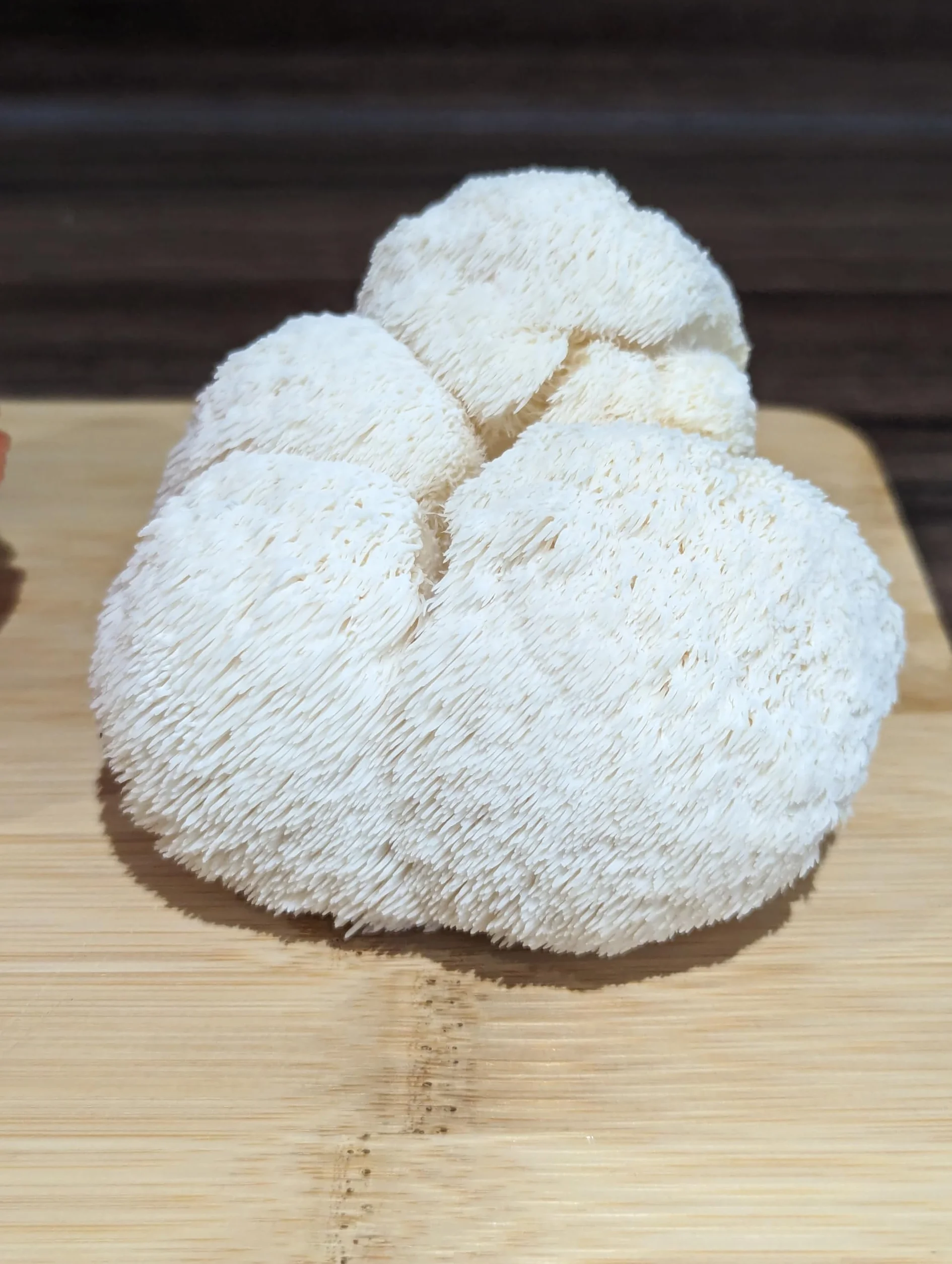 Nutrition Geeks Kit de cultivo de setas Lion's Mane Hericium erinaceus 1,8 kg