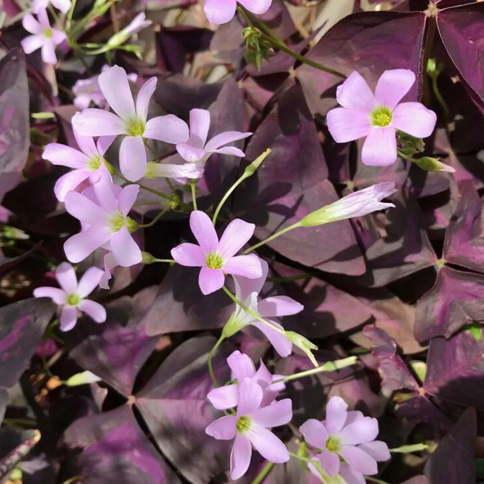 Oxalis -4 Odporny na zimę Wielokolorowy Wysoka Wydajność