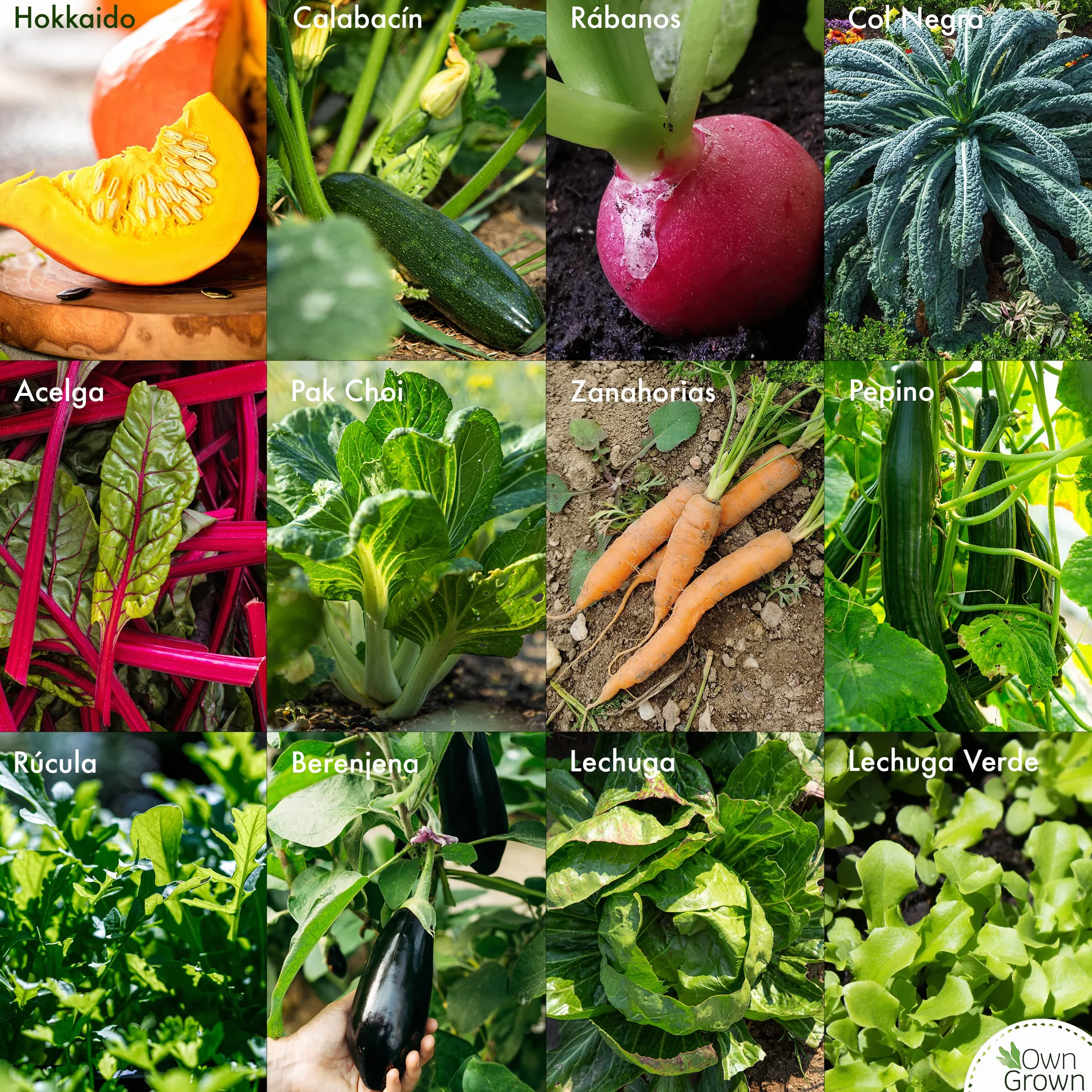 Kit Semillas Verduras 12 Variedades Hortalizas Huerto Tomate Lechuga OwnGrown