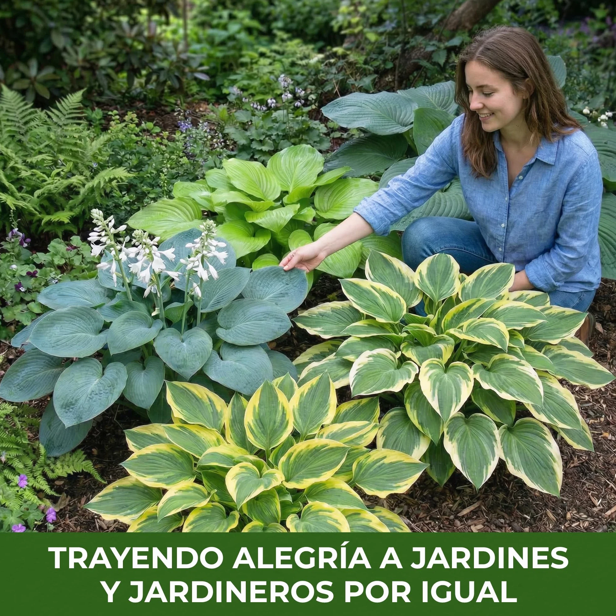 Hosta Planta T-Rex 3 Plantas Naturales Exterior Holanda Resistentes Decoracion Jardín