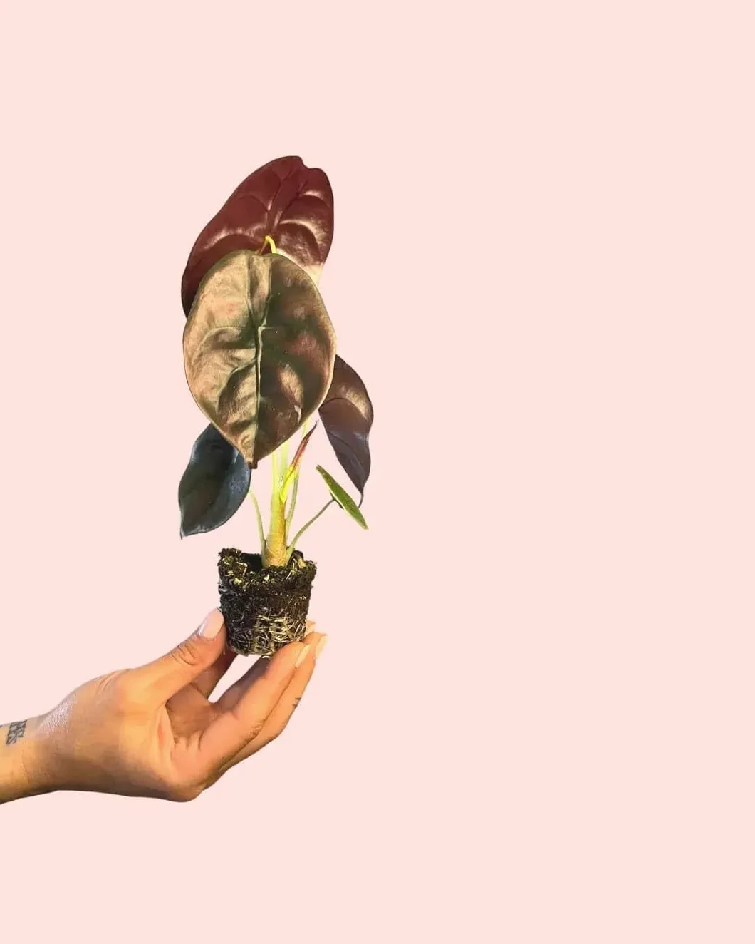 Alocasia Cuprea Planta Natural Tropical Interior Resistente Hojas Metálicas Cobrizos Púrpuras Maceta Ø5 cm