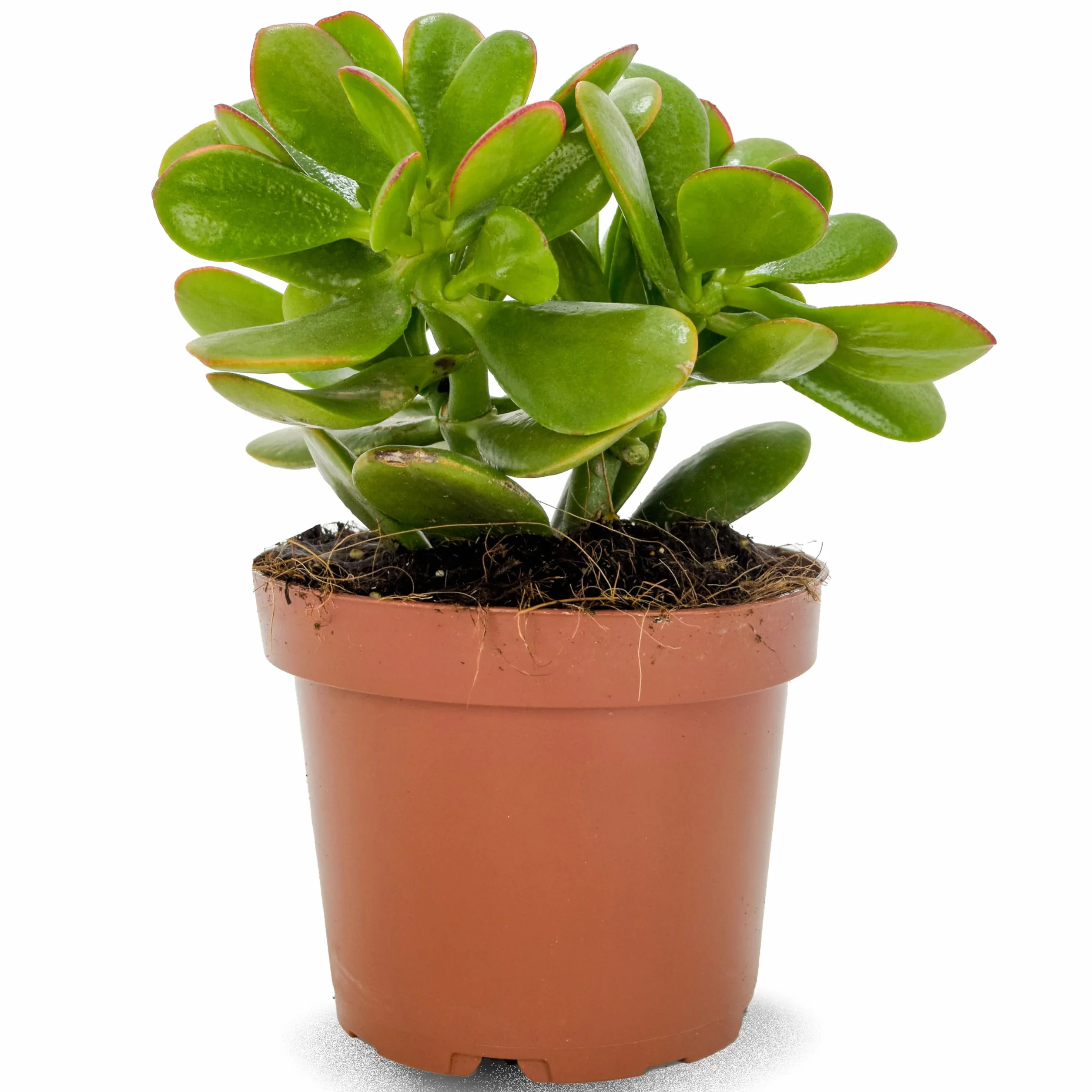 Crassula Ovata Sunset Planta Natural Suculenta Árbol de Jade Hojas Verdes Bordes Rojizos Tonos Dorados