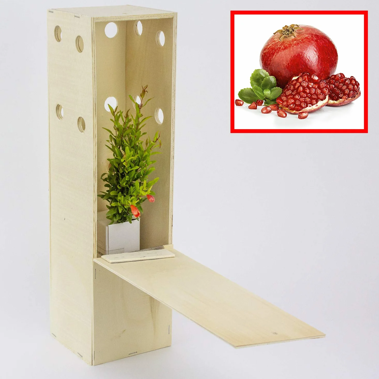 Granado Enano en Caja de Madera - Árbol Pequeño