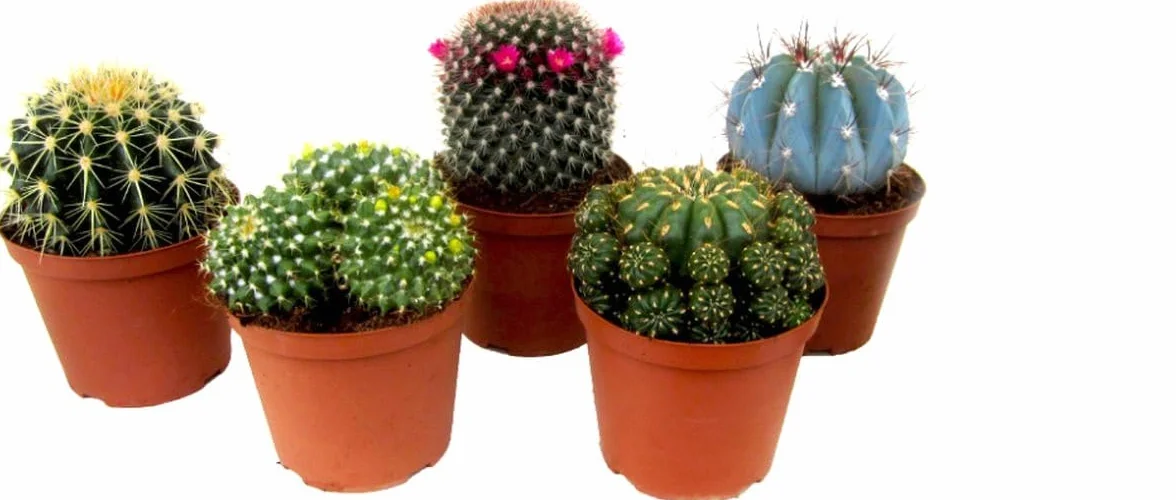 Cactus Naturales Plantas de Interior Maceta 5cm
