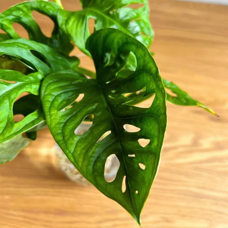 Monstera Hidroponia Estación de Propagación de Plantas en Agua