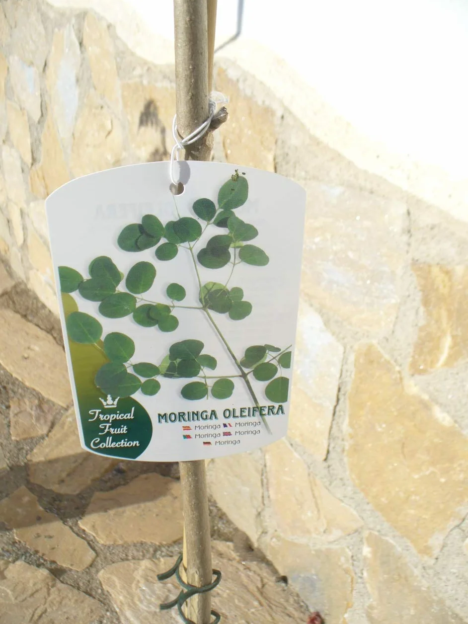 Moringa oleifera Árbol de rábano de mar 1 árbol joven 85-130 cm