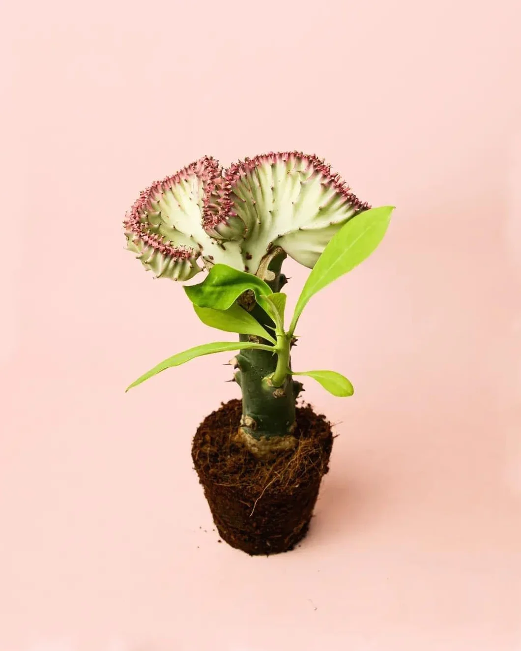Euphorbia Lactea Planta Natural Interior Escultural Suculenta Decorativa Cactus Maceta Ø10,5 cm