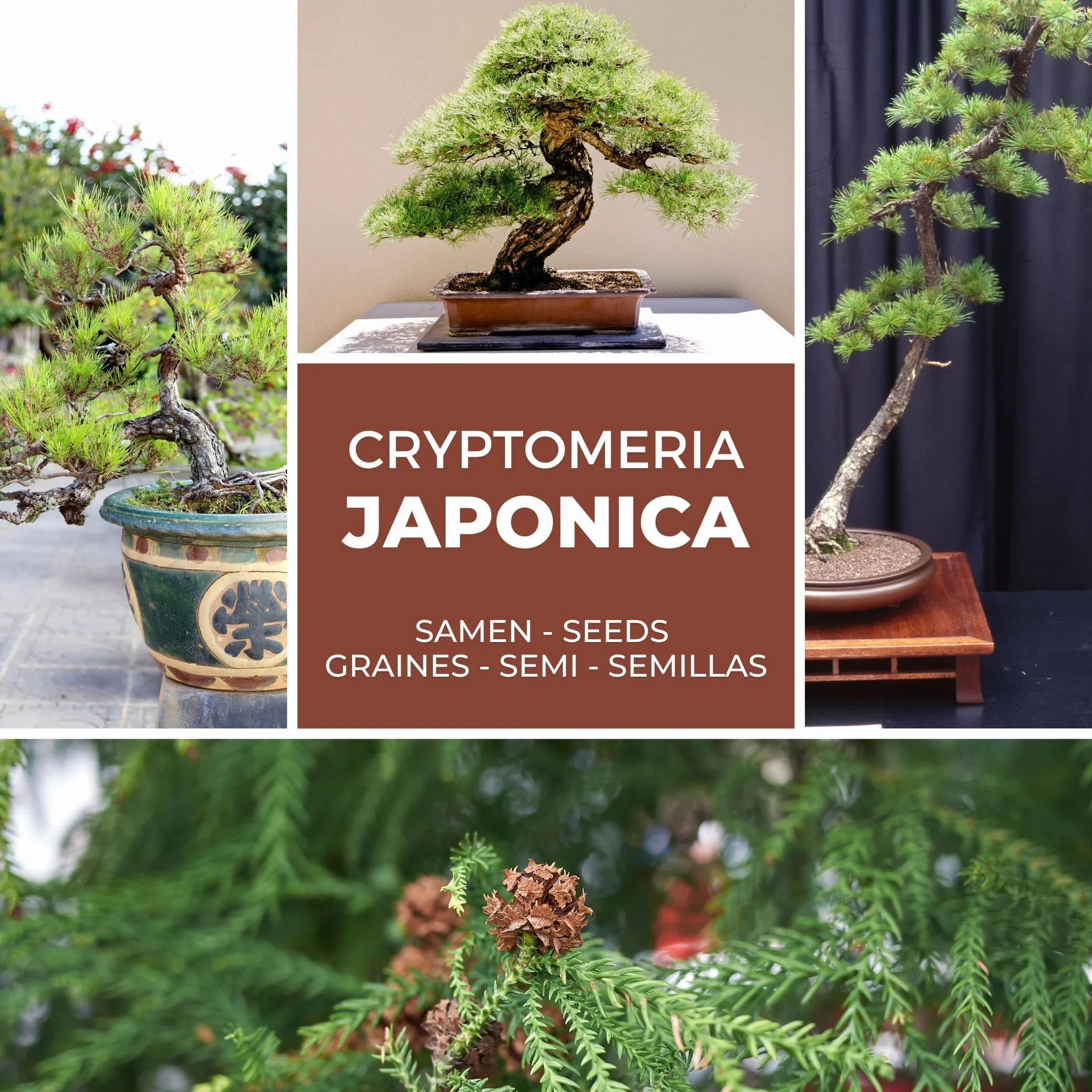 Semillas de Cedro Japonés Cryptomeria japonica - 25 Semillas de Bonsái Resistente