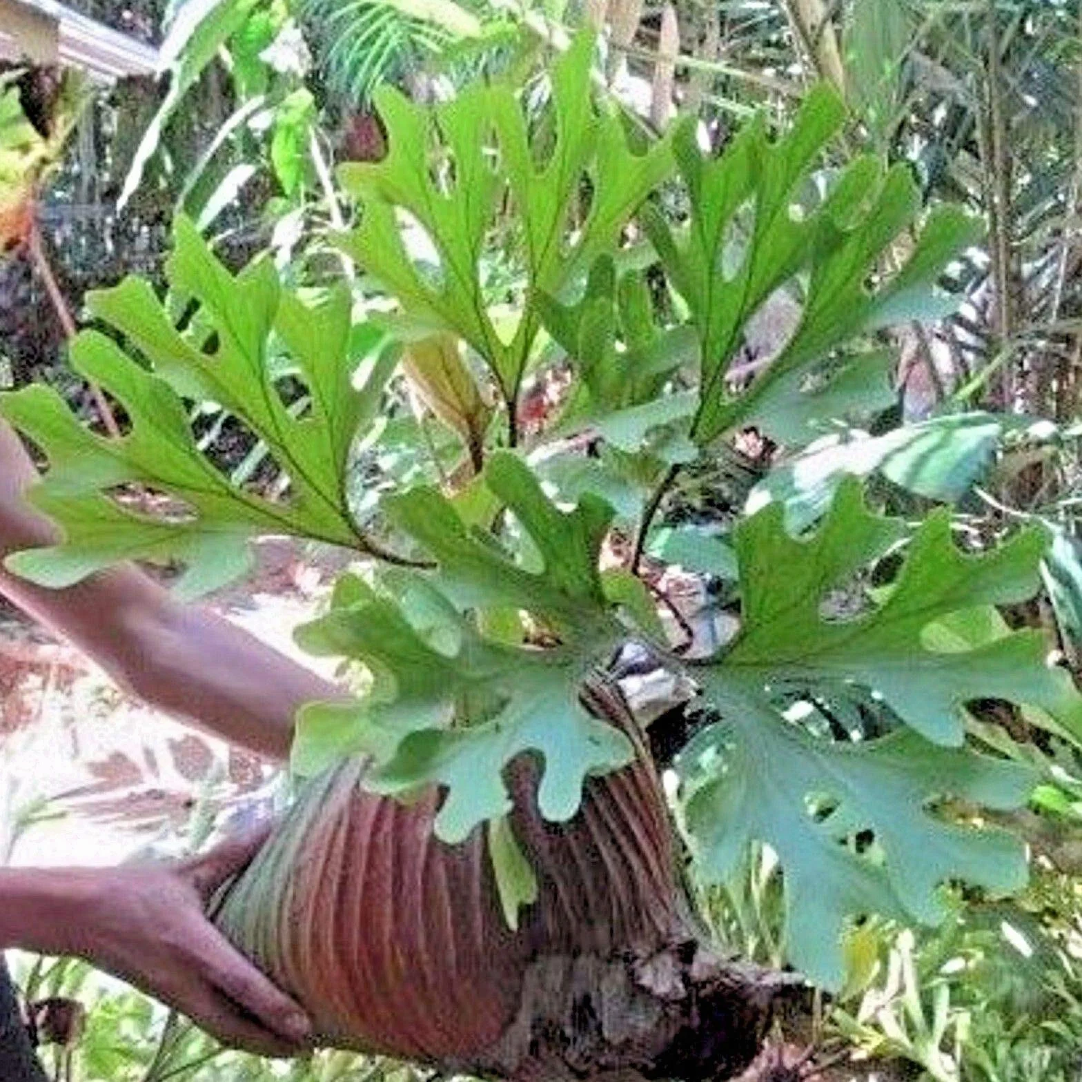 Espora de helecho de cuerno de ciervo Platycerium ridleyi 2000 espora Germinazione dei Semi