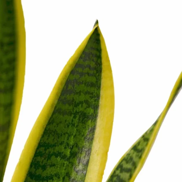 Sansevieria Trifasciata Laurentii | DECOALIVE | Planta de Interior Natural | Lengua de Suegra Planta Espada