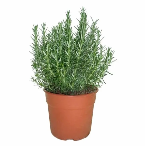 Romero Natural Planta Aromática de Exterior