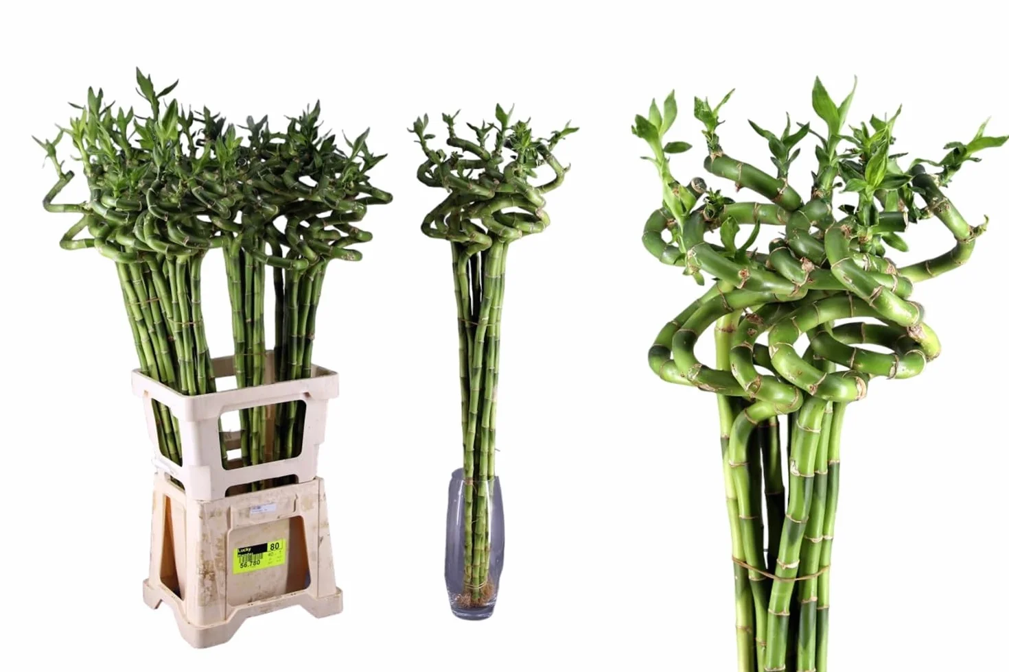 Segura Garden Bambú Lucky Espiral 50 cm Planta Decorativa Pack de 5