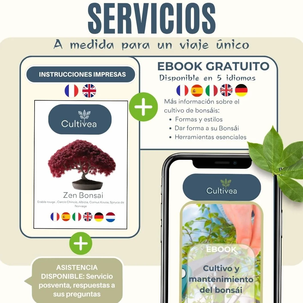 CULTIVEA® Kit de 6 Bonsái para cultivar - Arce rojo, Cercis chino, Albizia, Cornejo kousa, Abeto de Noruega