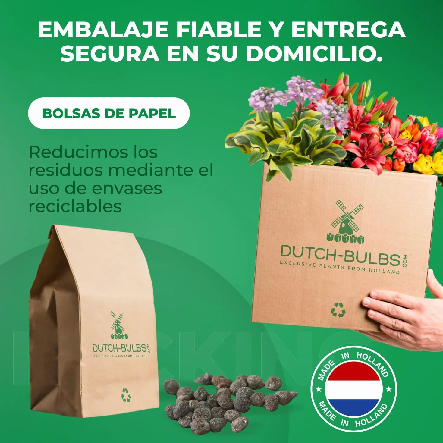 Mezcla de bulbos de anémona St Brigid 50 piezas bulbos de flores perennes resistentes al invierno
