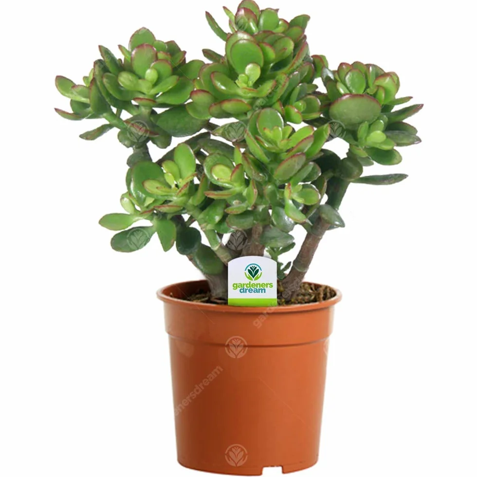 CRASSULA OVATA JADE ARBUSTO COMPACTO PERENNE EN MACETA