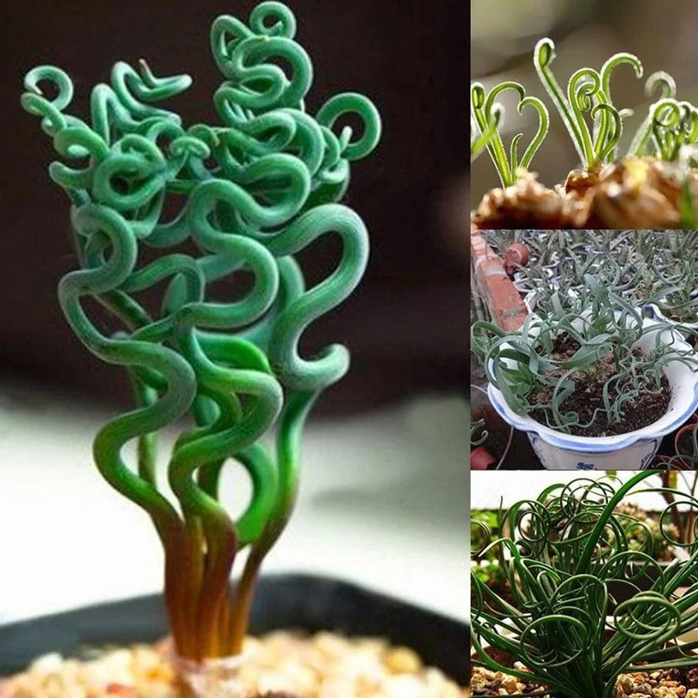 Semillas de bonsái 200 piezas plantas suculentas raras hierba primavera espiral