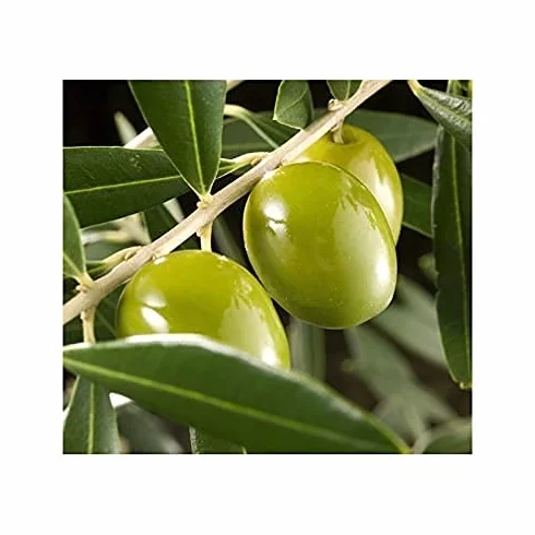 Verdecora Árbol Olivo copa natural maceta Ø22cm altura 100cm Olea Europaea planta exterior jardín terraza