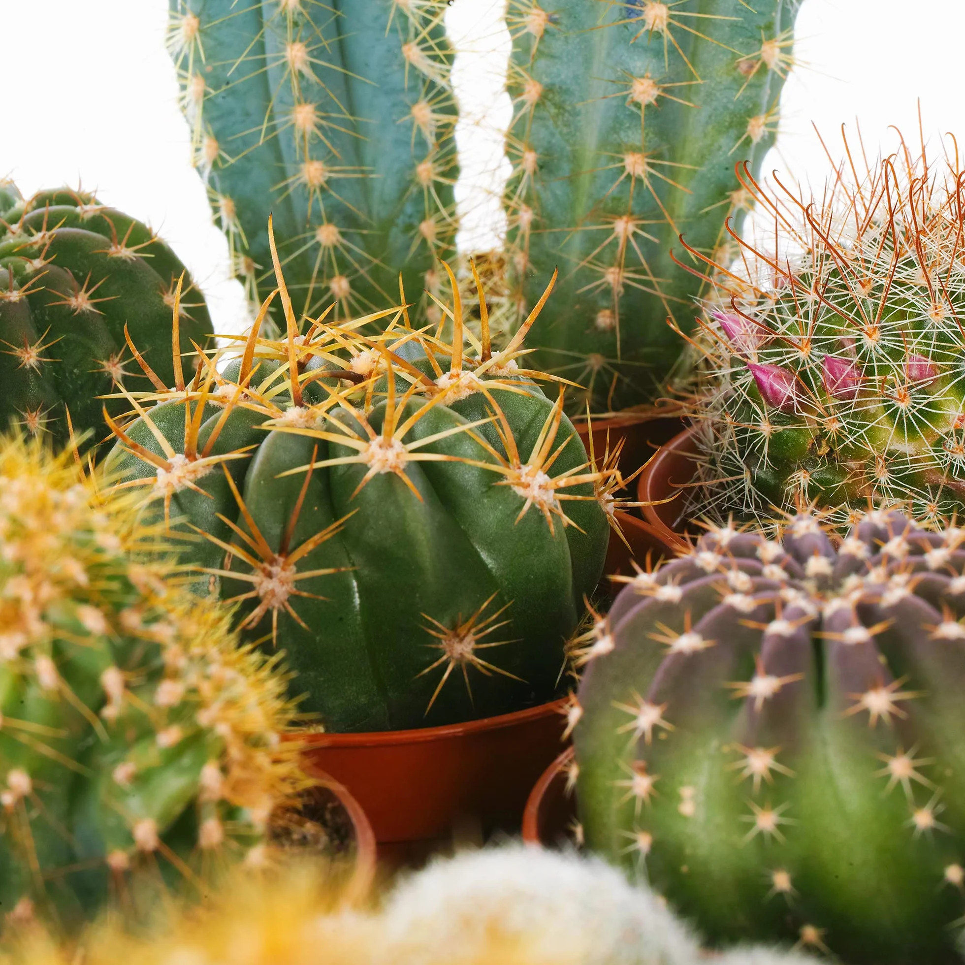 Cactus Mixtos 20 Plantas Planta de Interior Viva en Maceta