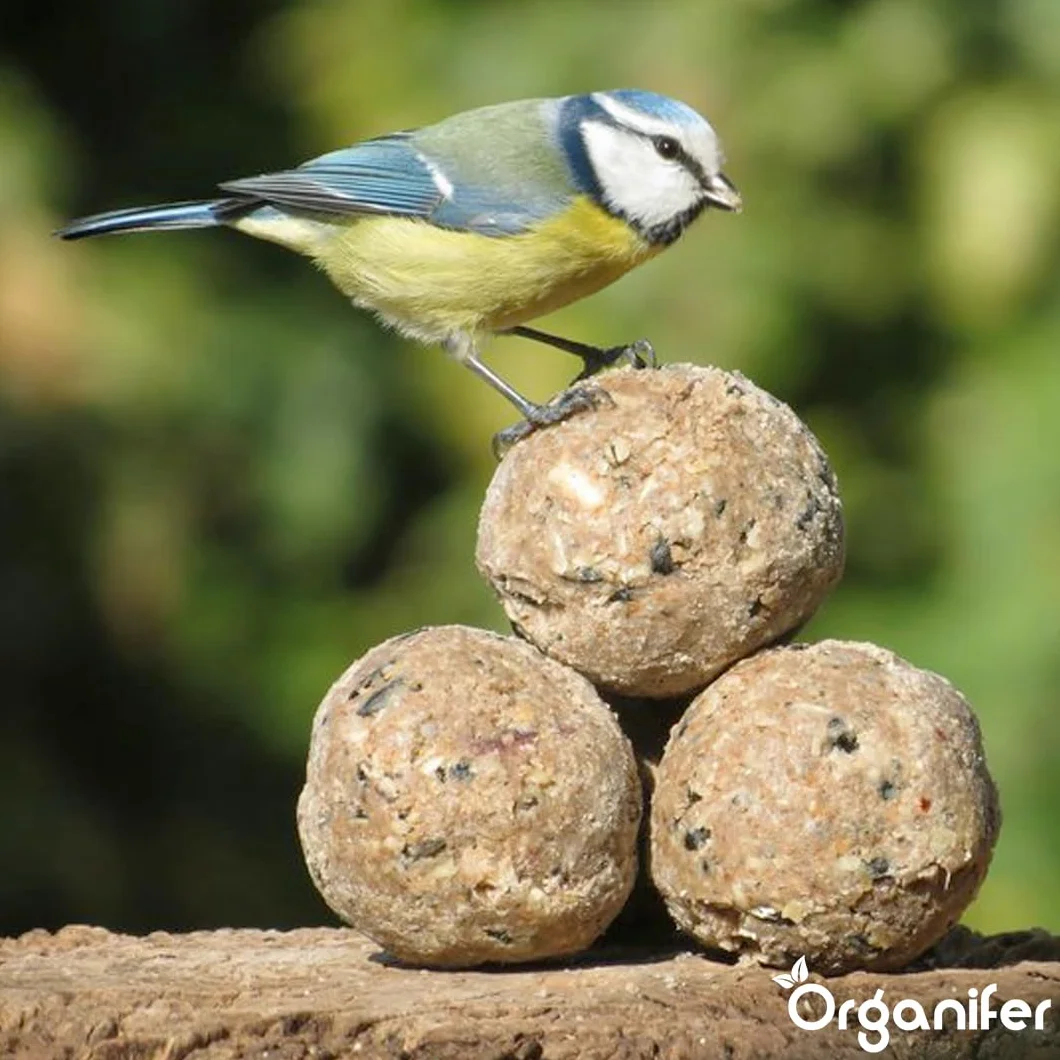 Bolas De Grasa para Insectos para Pájaros De Jardín - 75x100g | Con Soporte Gratuito - Con Gusanos De Harina Y Semillas De Girasol - Organifer