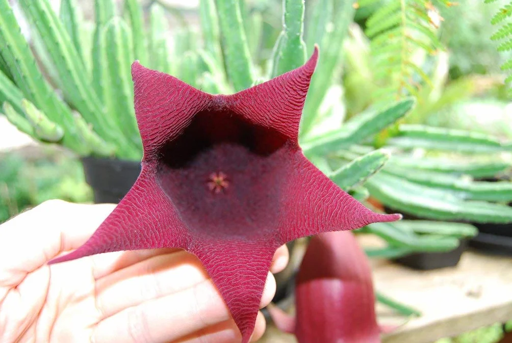 Bolsa Caliente 100pcs Stapelia Semillas Lithops Suculentas Jardín Bonsai