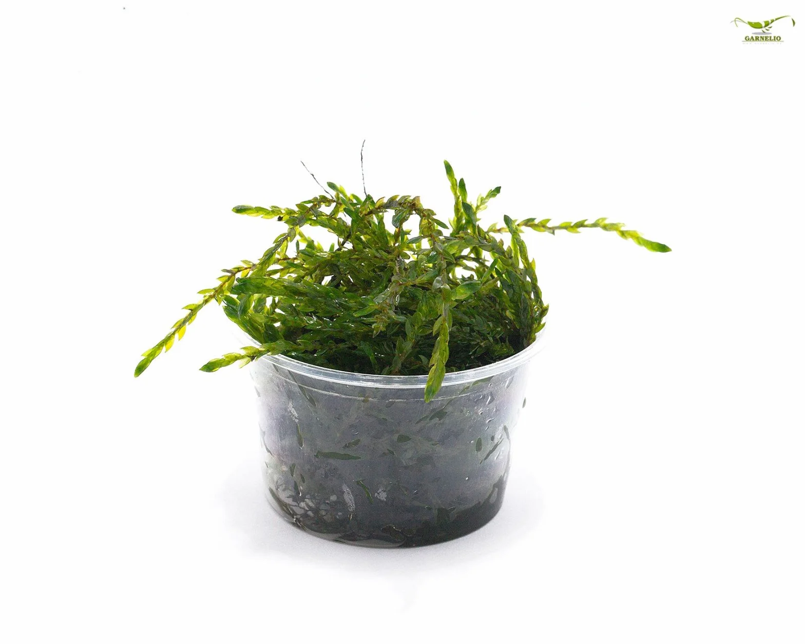 Fontinalis antipyretica Musgo de estanque y acuario verde perenne resistente al invierno