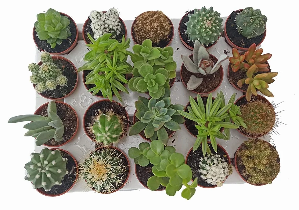 Cactus y Planta Suculenta 15 unidades Maceta 5,5 cm