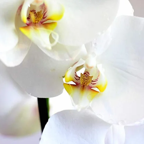 Orquidea Phalaenopsis maceta 12cm 1 tallo surtido variado