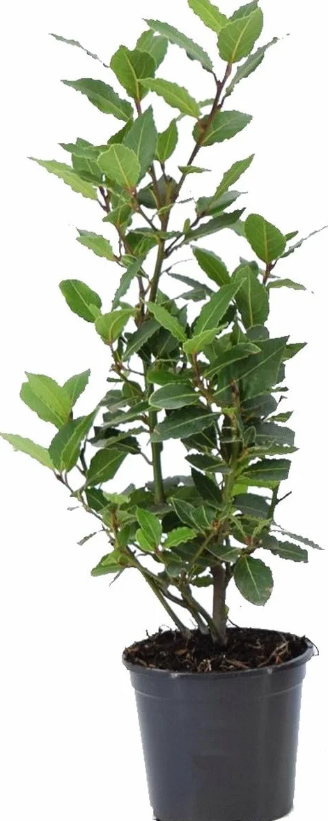 Laurel Árbol Natural Planta Viva de Hojas Aromáticas