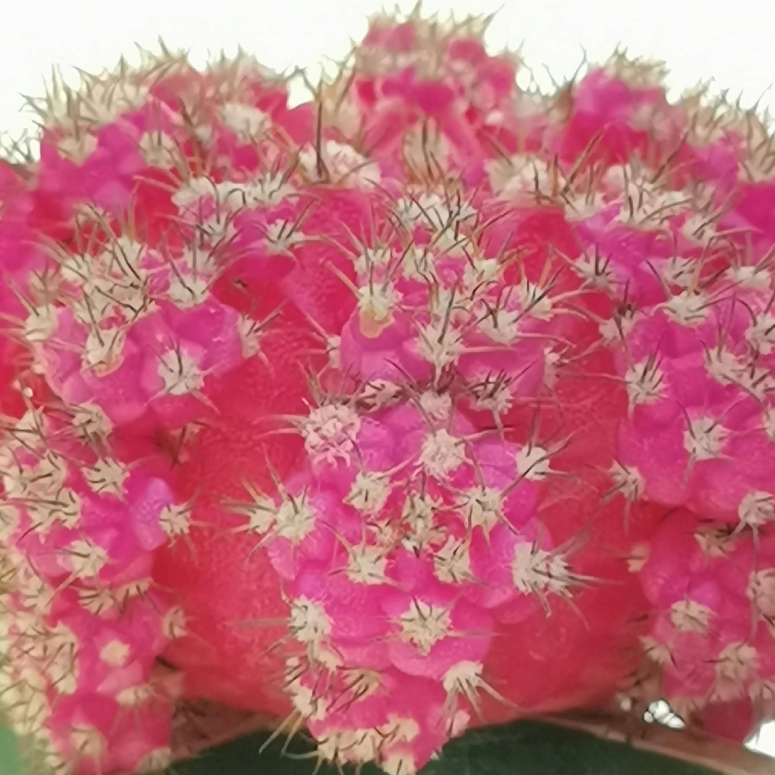 Gymnocalycium - Juego de 3 plantas suculentas reales en macetas de 6,5 cm