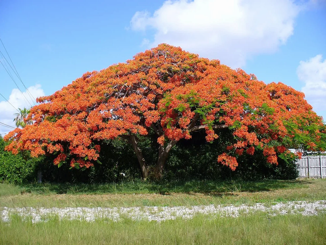 Nasiona Flamboyán Czerwony - Delonix Regia 25 sztuk