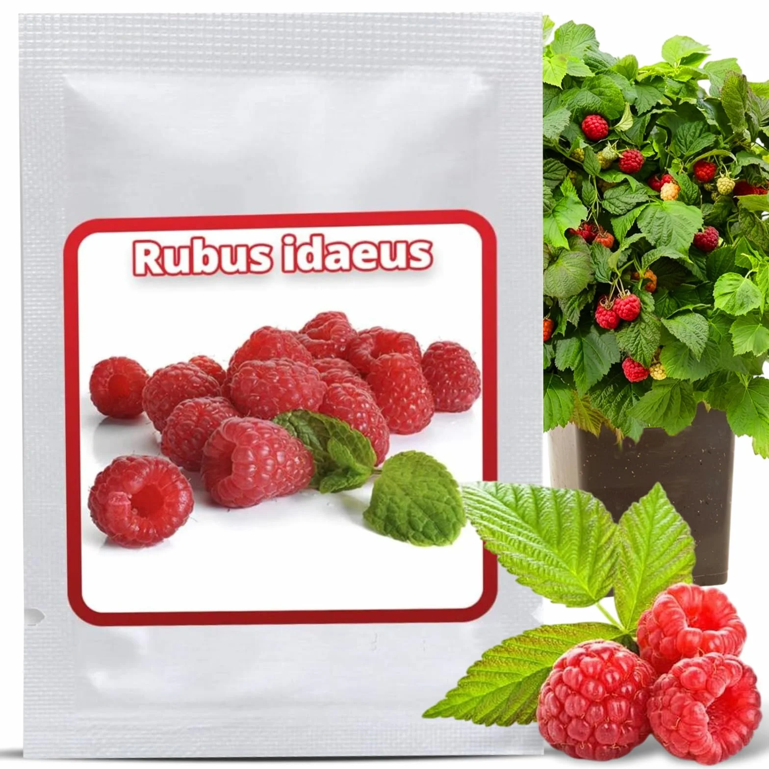 Semillas de Frambuesa Roja Rubus idaeus Perenne 50 Uds Resistente al Invierno