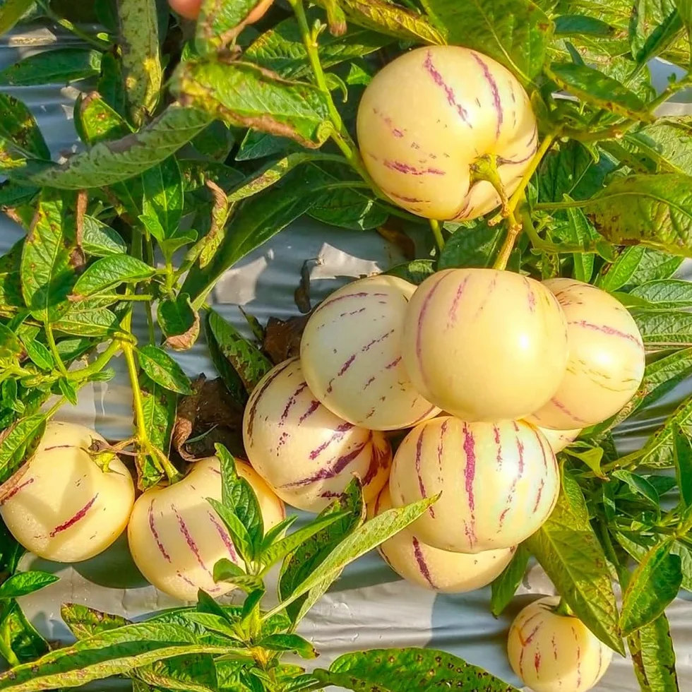 Melón pera resistentes para jardín bonsái 130 semillas