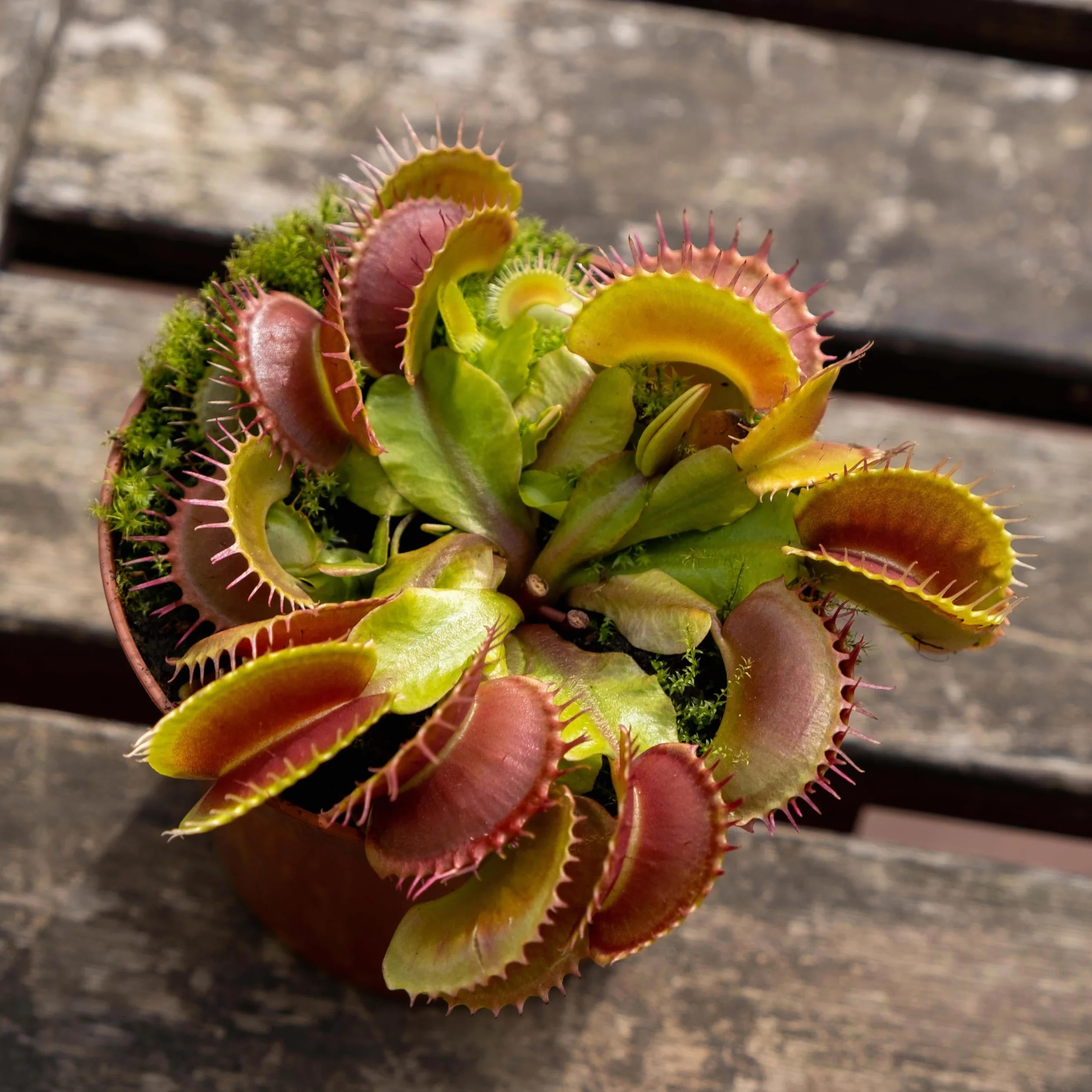 Verdecora Dionaea Muscipula Venus atrapamoscas Planta carnivora interior maceta Ø13cm