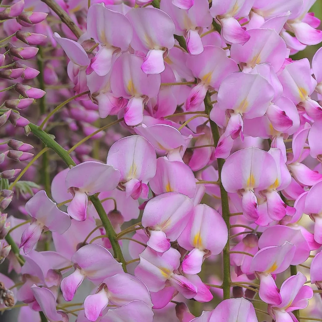 Wisteria Brakybotrys Showa Bienes Rosa Pastel - Pnącze w Doniczce 17, Wysokość 200cm