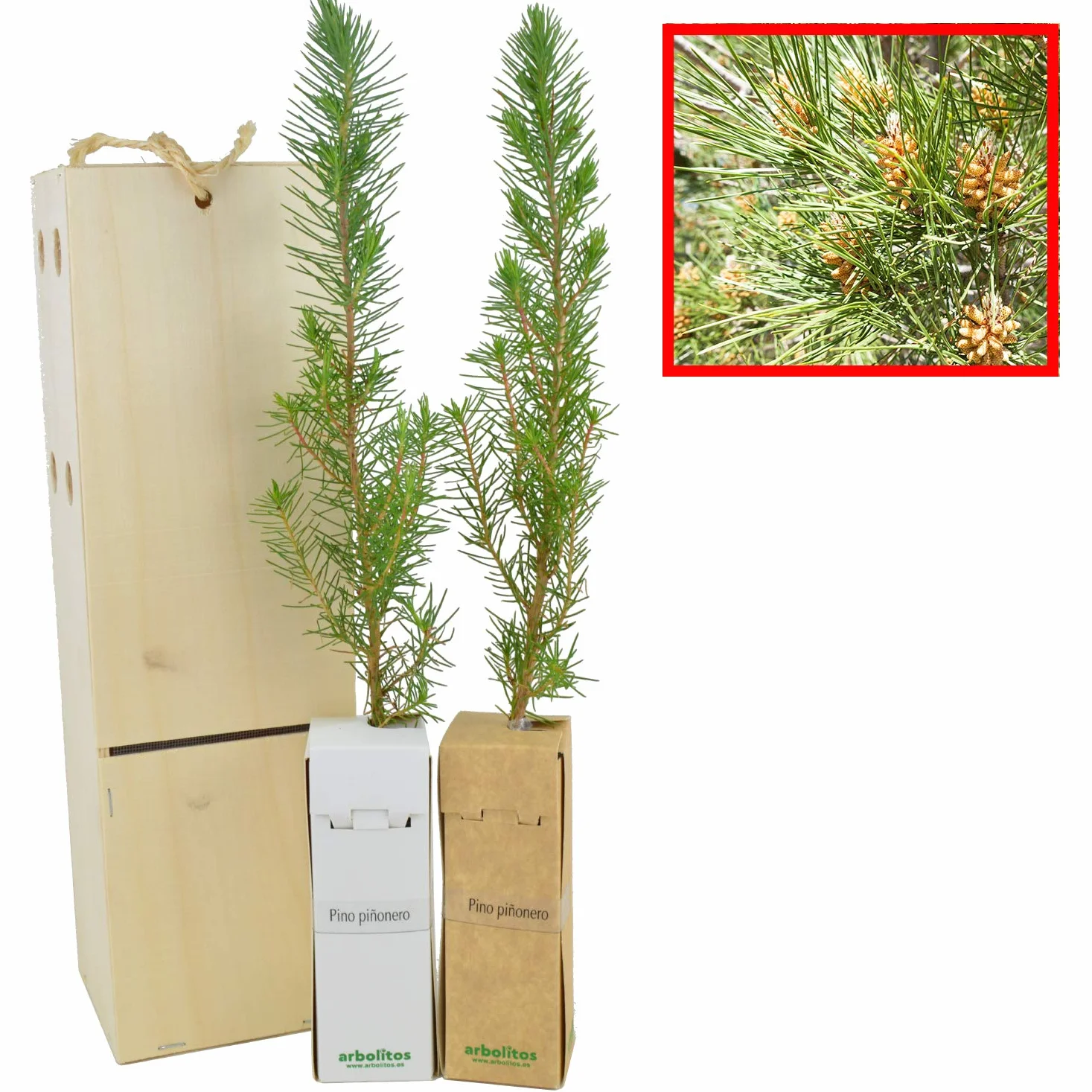 Pino Piñonero (Pinus pinea) 30-40 cm natural do transplantu lub prezentu