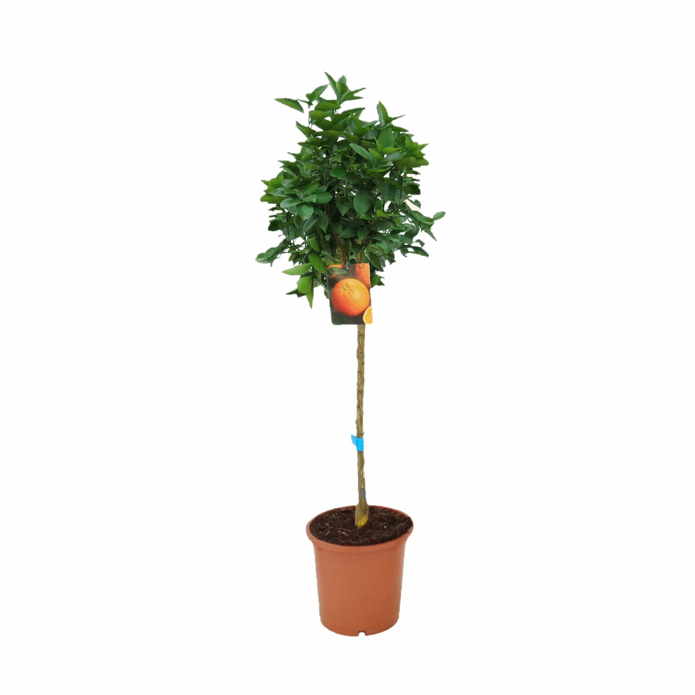 Pack Limonero Naranjo Pomelo Mandarino Planta Natural 110 Cm Maceta 22 Cm